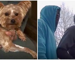 Robbers Threaten To Shoot Girl, Yorkie Protects Her & Takes 2 Bullets For Her