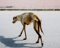 Woman Comes Across Skeletal-Looking Dog On The Street During Photo Shoot