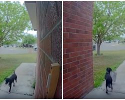 Sneaky Stray Steals Packages From Family’s Porch Once Coast Is Clear
