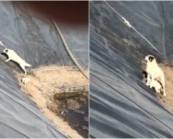 Men Stare Down While She Tried To Climb Up Steep Pit With Her Baby