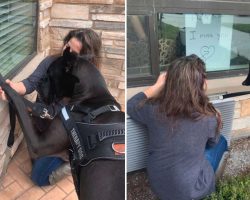 Therapy Dog Continues Visits With Quarantined Seniors Through Their Windows