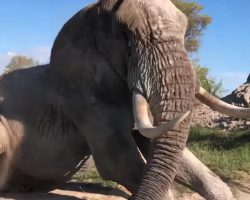 Gentle Elephant Lies Down To Allow Caretaker To Apply His Eye Meds