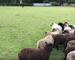 World’s Worst Sheepdog Goes To Herd Sheep & Gets Them To Play With Him Instead