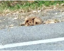 Wounded Stray Too Frail To Forage For Food, Laid Down On Roadside & Gave Up