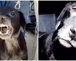 ‘Aggressive’ Dog Melts Into Rescuer’s Hands When He Knows He’s Finally Safe