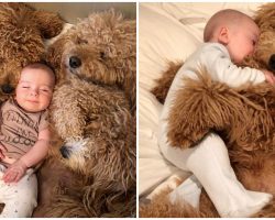 Doggy Trio Takes Turns Napping With Their Tiny Human Each Day