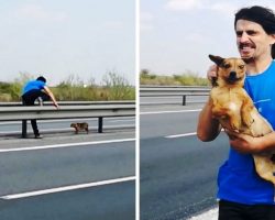 Puppy Dumped In Middle Of Busy Freeway Freezes In Fear & Cries To Strangers