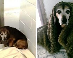 After 764 Days Apart, Dad Wonders If Missing Senior Dog Will Recognize Him Again