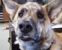 Dog Groans And Moans In Agony After Discovering That Dad Ate All The Bacon