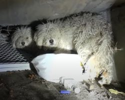 Dogs Trapped In Sewer For Weeks See No Way Out, Panic When “Strangers” Approach