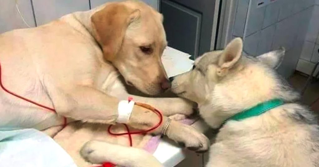 Vet Clinic Has A Comfort Dog To Visit With Sick And Scared Dog Patients