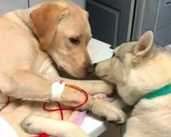Vet Clinic Has A Comfort Dog To Visit With Sick And Scared Dog Patients