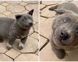 Dog With Derpiest Personality Has People Wondering If He’s Part Cat Or Seal