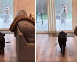Dog Goes Wild Every Time He Gets To See His Pig Friend