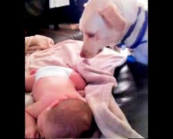 Dog Sees Baby Sleeping On Stomach With Back Exposed, Dives His Mouth Forward