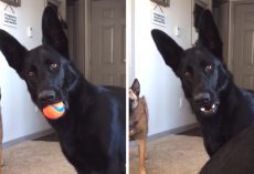 German Shepherd Looks Confused While Hearing a Baby Cry for the First Time