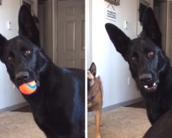 German Shepherd Looks Confused While Hearing a Baby Cry for the First Time