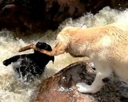 Dog Gets Swept Away While Playing Fetch, Panics & Begs The Other Dog For Help