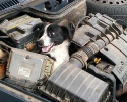 Woman Looks Under Hood After Car Breaks Down, Sees Dog Smiling Back At Her