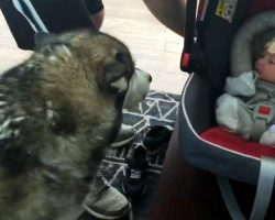 Dog Sees Newborn Baby For First Time And Plunges His Mouth Into The Baby Carrier
