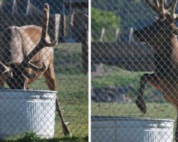 Elk Seen Acting Peculiar Around His Water Trough, Turns Out He’s Saving A Life