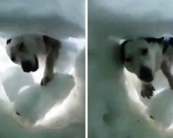 Man Buried In Snow Sends A Rescue Call, Sees Paws Digging Through Moments Later