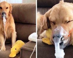 Sick Dog Diagnosed With Kennel Cough Patiently Obeys Mom & Wears Breathing Mask