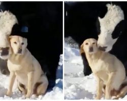 Labrador Retriever Gets Slathered In Cow Kisses By Bovine Best Friend