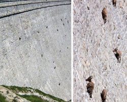 The Death-Defying Goats Of Gran Paradiso National Park In Italy