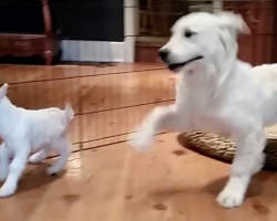 Golden Retriever Puppy Completely “Lost It” When He Met A Baby Goat