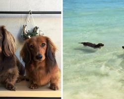 Mom Sees Tiny Dachshunds Attempting “Synchronized Swimming” & Starts Recording