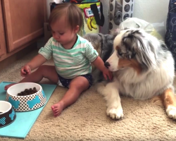 Baby Preciously Hand-Feeds Dog Food To Gentle Australian Shepherd