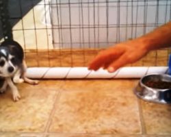 Tiny Dog Abused For Babies In Puppy Mill Cowers In A Corner When Man Approaches