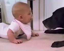 Adorable Baby Gets A Little “Too Close” To Dog & Dog Goes Straight For Her Face