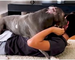 Boy Believed He Could Embrace ‘Fighting’ Pit Bull, Family Held Their Breath