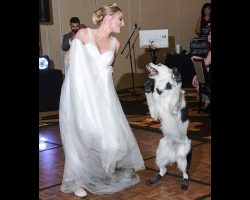 Dog Wants To Celebrate Mom’s Wedding Day, So He Jumps In For A Thrilling Dance
