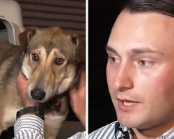 Marine Awaits 3 Dogs He Rescued In Iraq, But The Dogs Look Dazed At The Airport