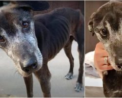 Man Claimed “Old As Dirt” Dog Deserved Nothing And Let His Tumor Grow To 7-lbs