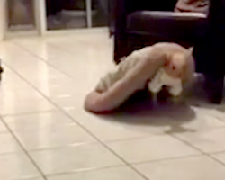 Dog Sold On Craigslist Would Walk Around With Bed On Her Back In Order To Feel Safe