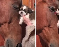 Horse Rubs His Head Up Against The Puppy As The Little One Gives Some Kisses