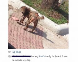 Someone Posted Stray Dog’s Pic Online Just To Make Fun Of Her