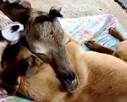Dog Who Adopted Abandoned Baby Giraffe Devastated After Giraffe’s Sudden Death