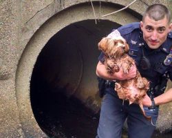 Police Officer Loses Socks And Shoes To Help Scared Dog Hiding In Tunnel