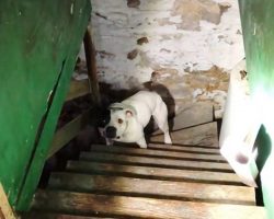 Pit Bull Chained & Left To Rot In Basement Of Abandoned House Sees Humans Again