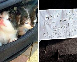 Owner Splits Newborn Kittens From Mama Cat & Dumps Them In Suitcase With A Note