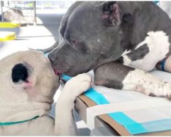Dog-Brothers That Lost Their Dad & Comfort Each Other, Face Separation