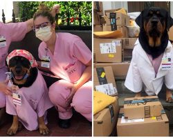 Therapy Rottweiler Delivers ‘Hero Healing Kits’ To ICU Nurses On Front Lines