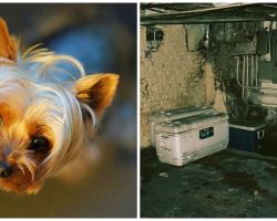 Woman Banishes Severely Injured Yorkie To Basement With No Food Or Water