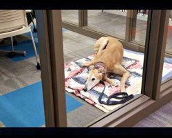 Lonely Dog Waits For Kids To Read To Him At Library But Nobody Came