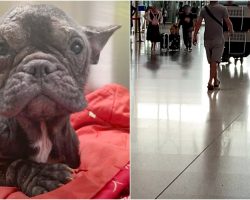 Lil Dog Pulled From Meat Truck, Waited At The Airport For Her “Human Angel”